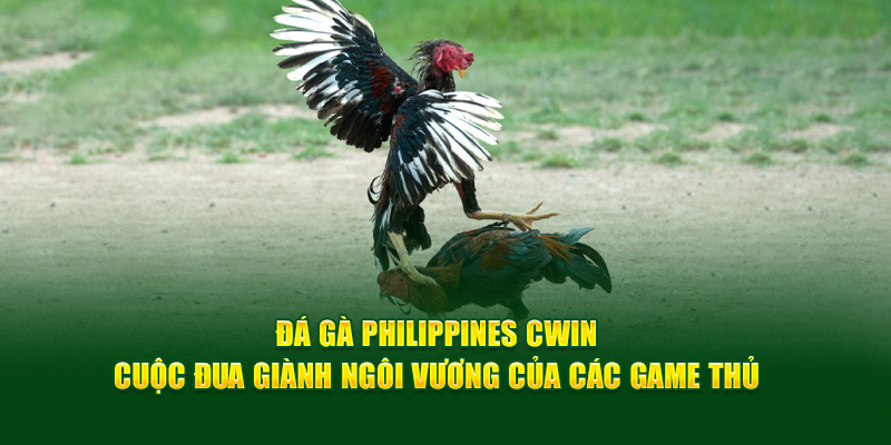 Luật chơi đá gà philippines Cwin chi tiết