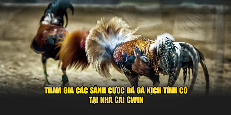 Tham gia các sảnh cược đá gà kịch tính có tại nhà cái CWIN